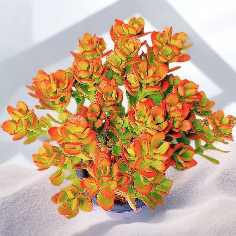 红叶玉树摇钱树多肉植物玉树发财树窗台客厅花园室外好养带脱土发