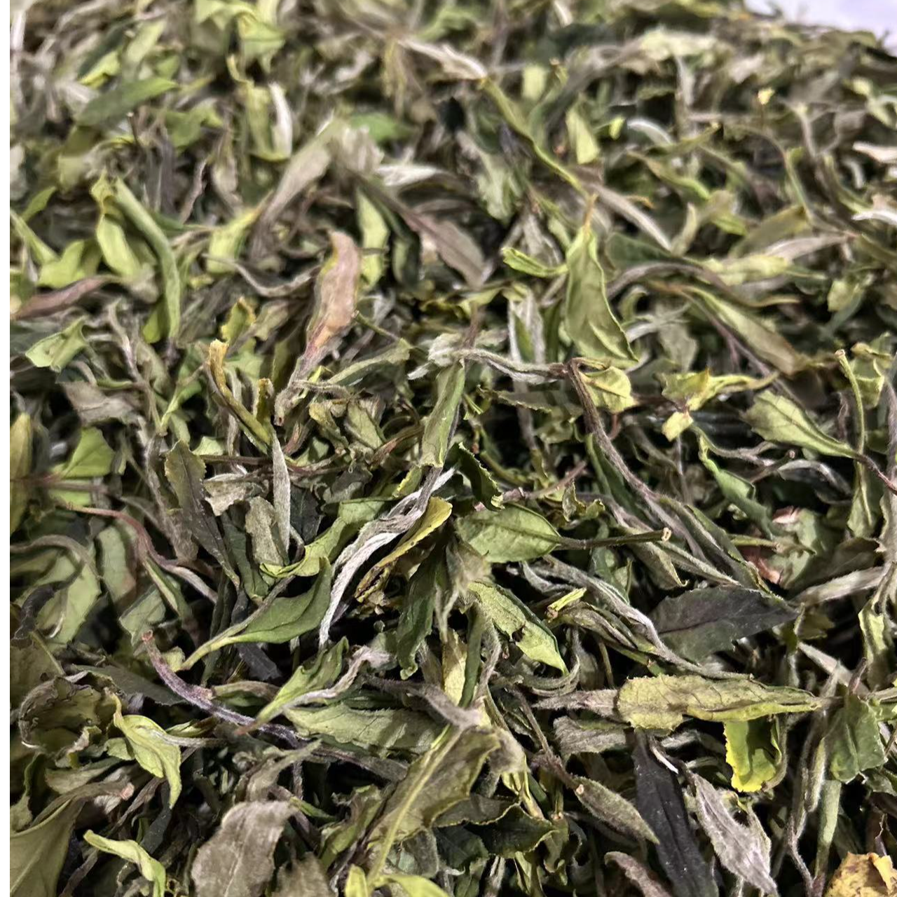 2025年半抛荒花香贡眉-野草系列-4月3日