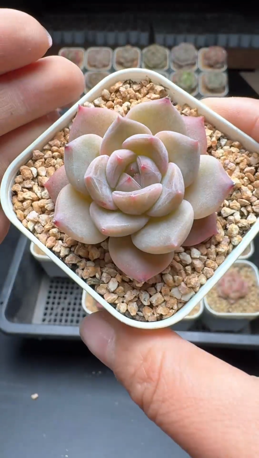 【闪购商品】028号一物一拍珍妮多肉花卉植物3颗起发