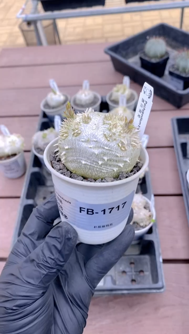 【闪购商品】惠比须笑FB-1717