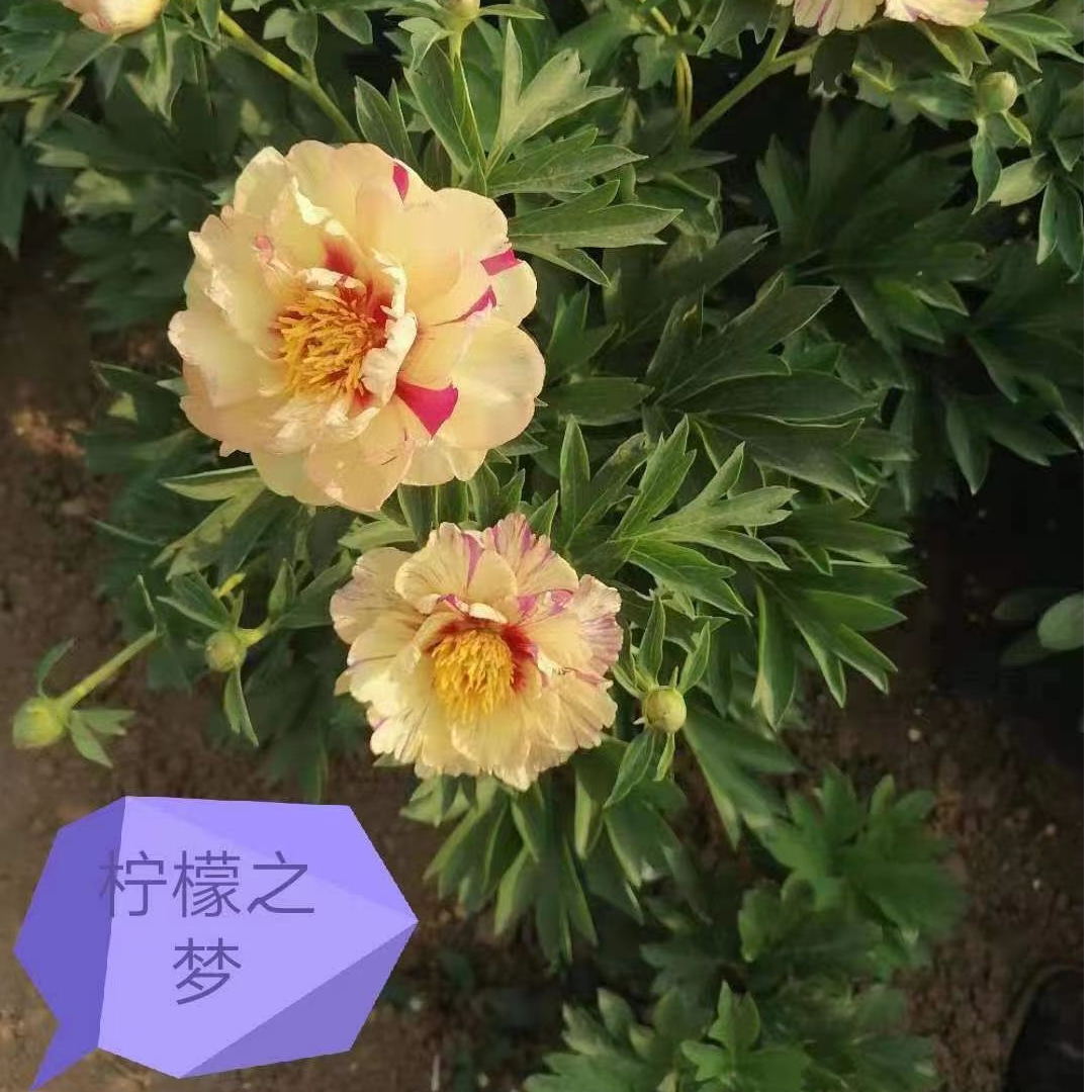菏泽正宗观赏伊藤系列柠檬梦种苗庭院南北方耐寒耐旱好养