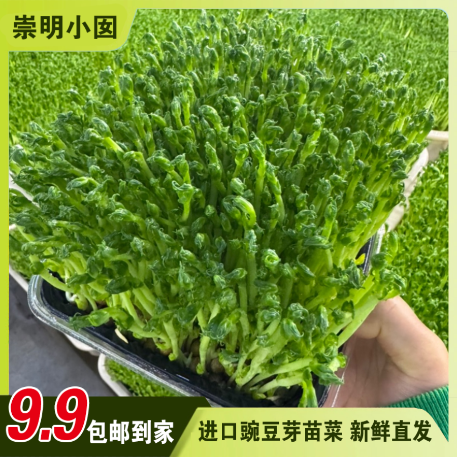 【包邮到家】喜迎元旦 火锅清炒熬汤凉拌菜  软糯清甜芽苗菜 进口 特级豌豆芽苗菜 新鲜直发  