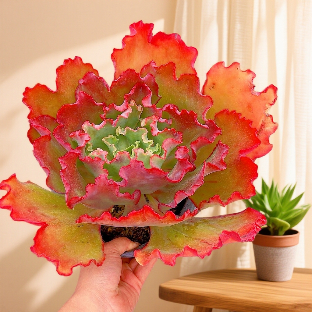  红婚纱 大老桩  脱土发货   室内 阳台 庭院好养 