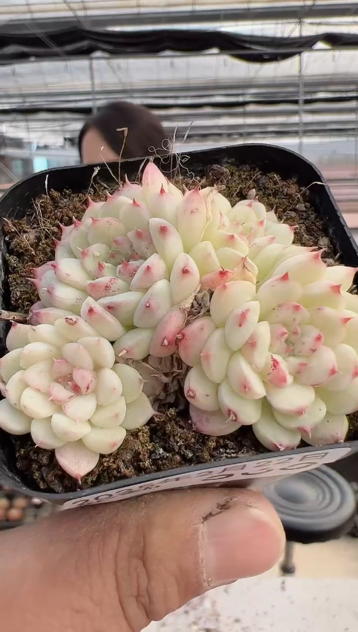 【闪购商品】新款多肉-368