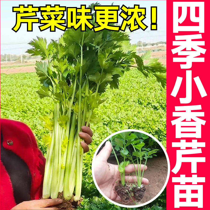 正宗浓香四季小香芹秧苗带土球老品种芹菜苗露天种植优质穴盘苗