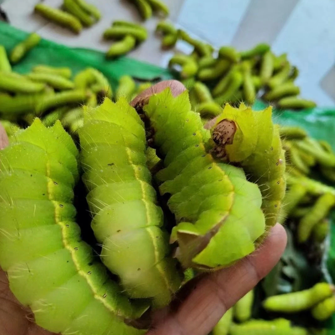 【去内脏茧】东北特产高蛋白柞树蚕蛹茧蛹绿色低脂特色美食现货