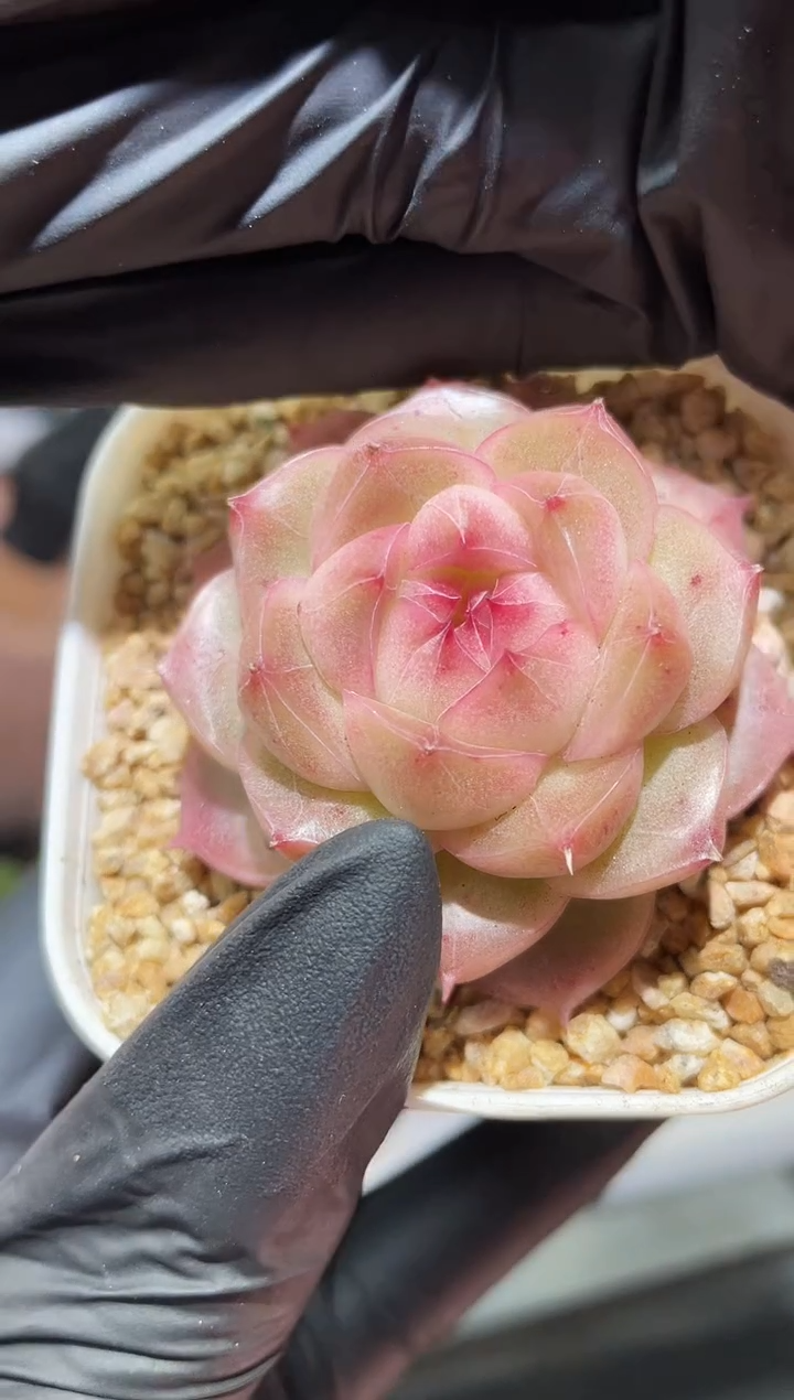 闪购835  花魁多肉一颗  4-5厘米