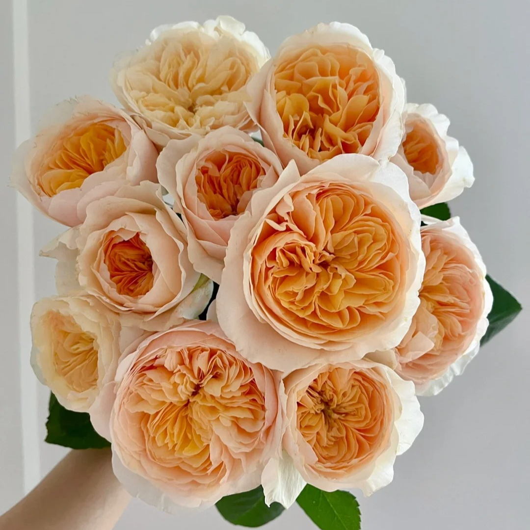 【大聪明卖花】朱丽叶单玫玫瑰-任意2单鲜花包邮发货后不支持退款