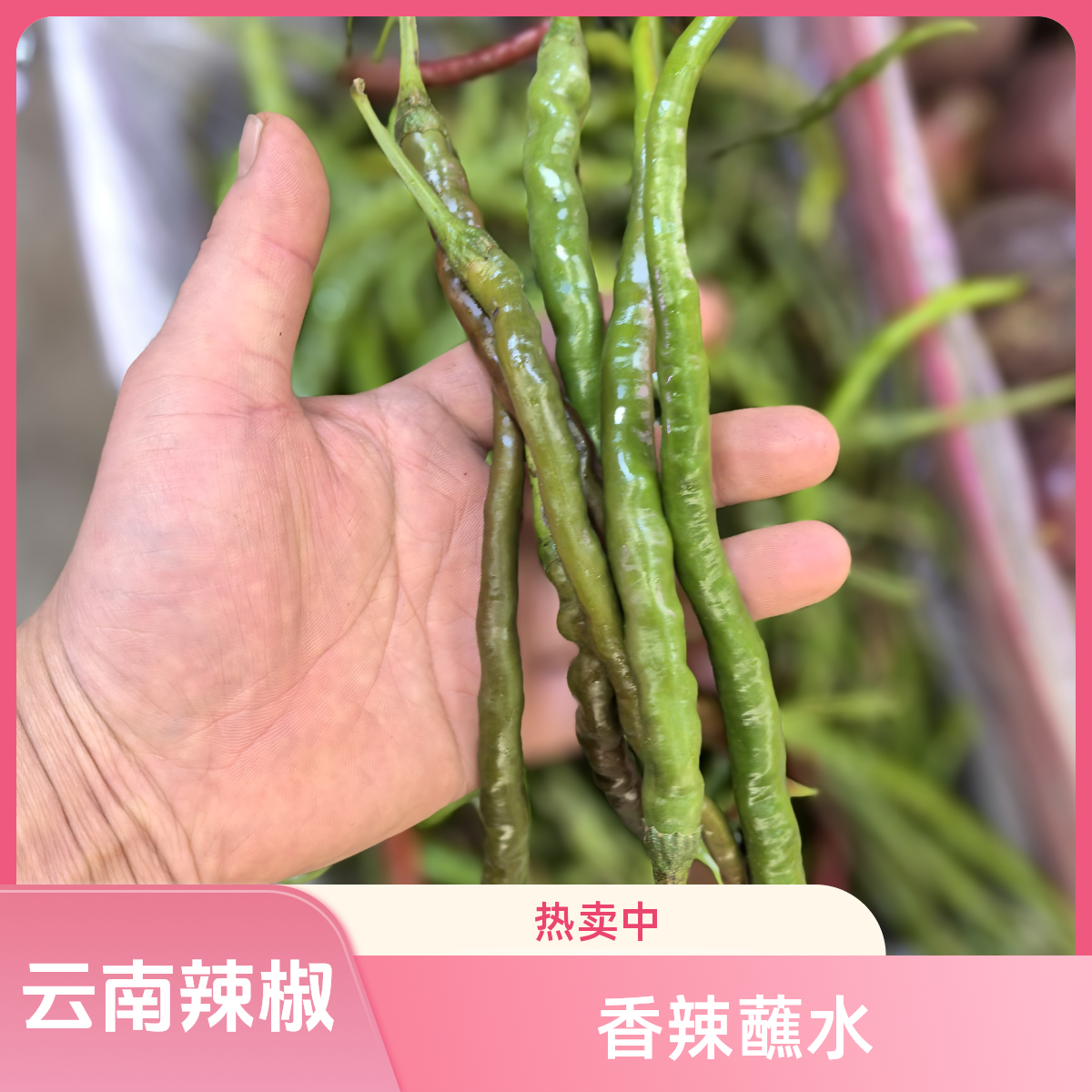 云南香辣椒新鲜特辣特香蘸水辣椒余干辣椒