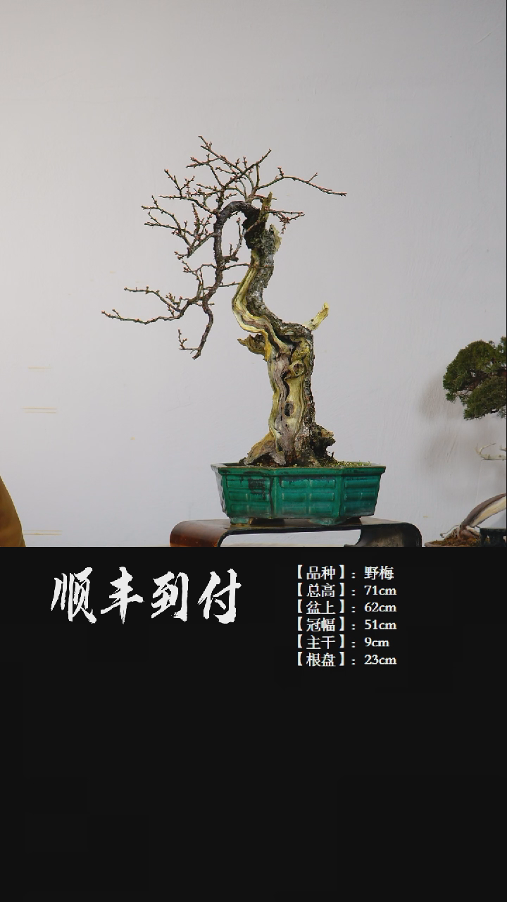 【闪购商品】1c876野梅bubaoyou