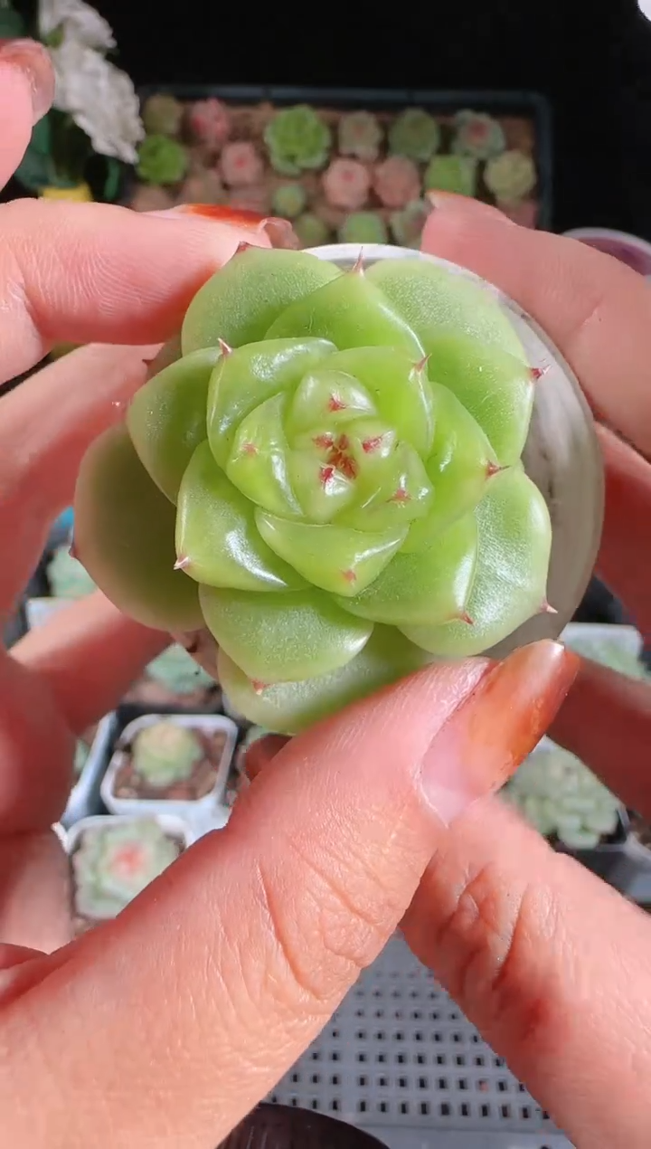 1116-607宝拉群生不包整