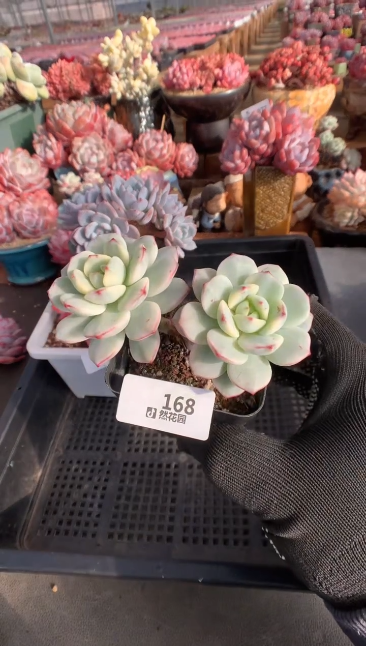 168香草锦一物一拍多肉植物