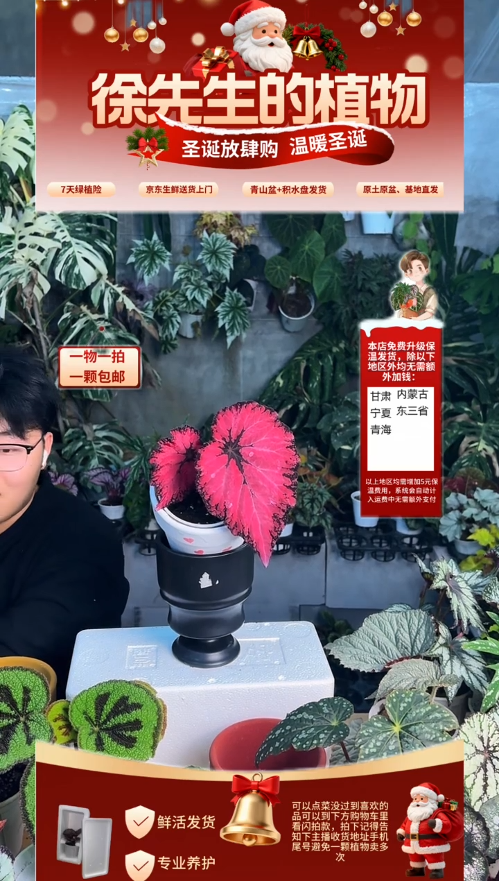 完全开放红衣秋海棠