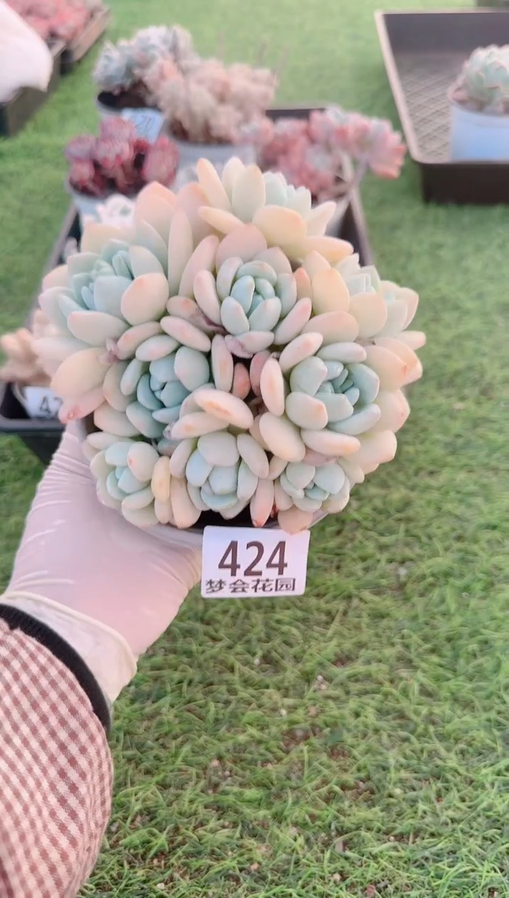 【闪购商品】梦会多肉一物一拍