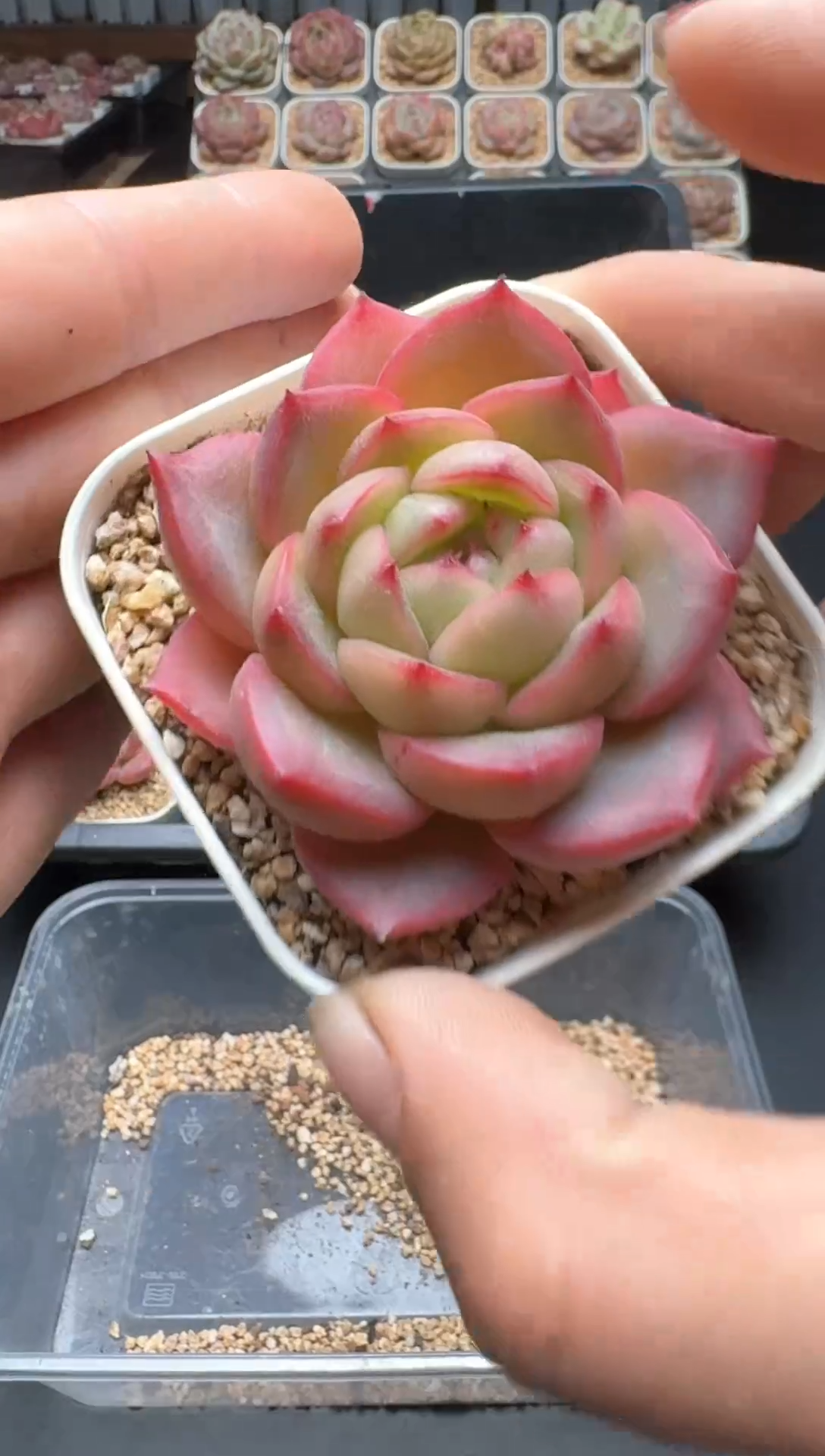 【闪购商品】108A号一物一拍多肉花卉植物拍3颗起发