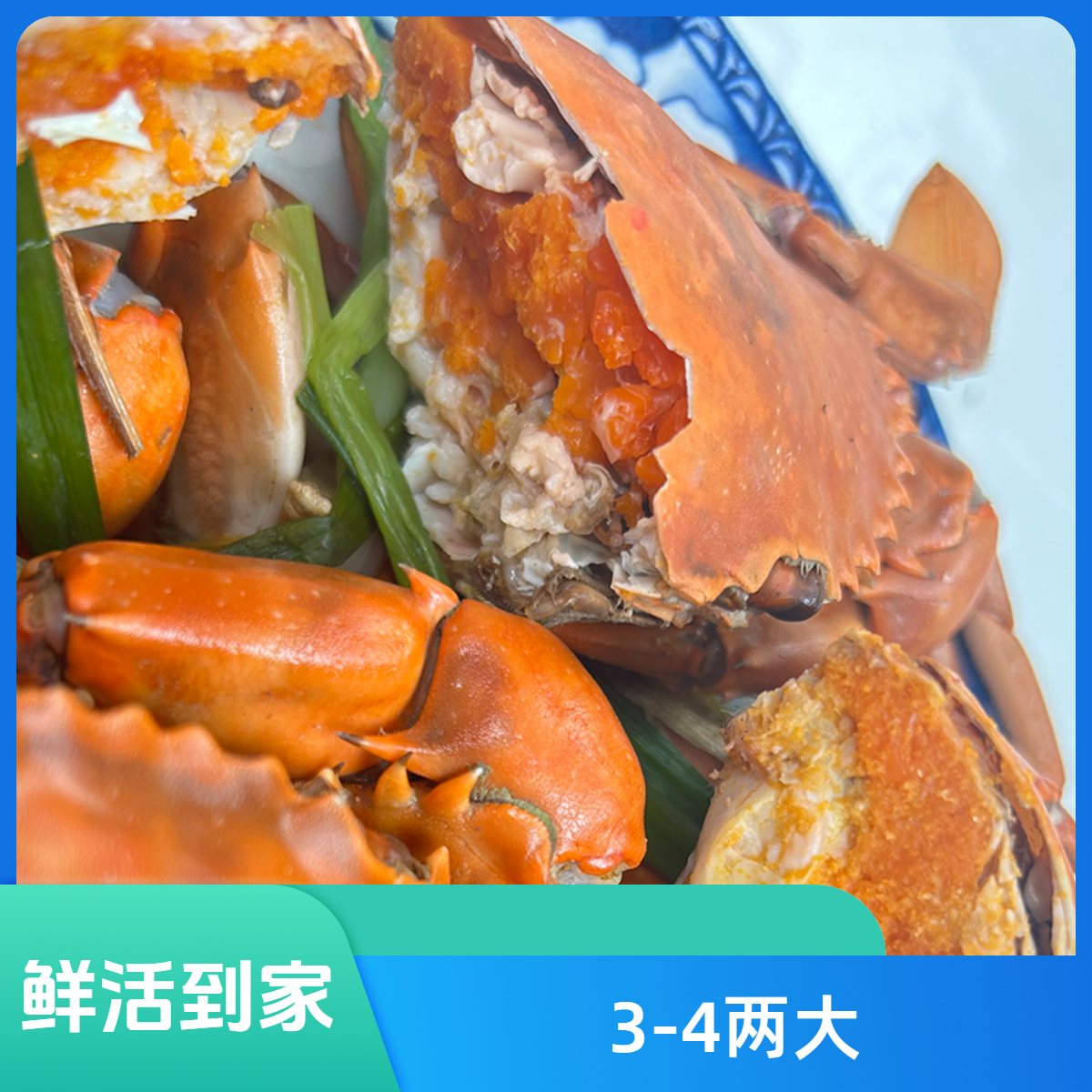 A【3-4两/只】【买3只在送1只】青蟹螃蟹活发到家 母蟹有膏有黄3-4两/只红膏蟹
