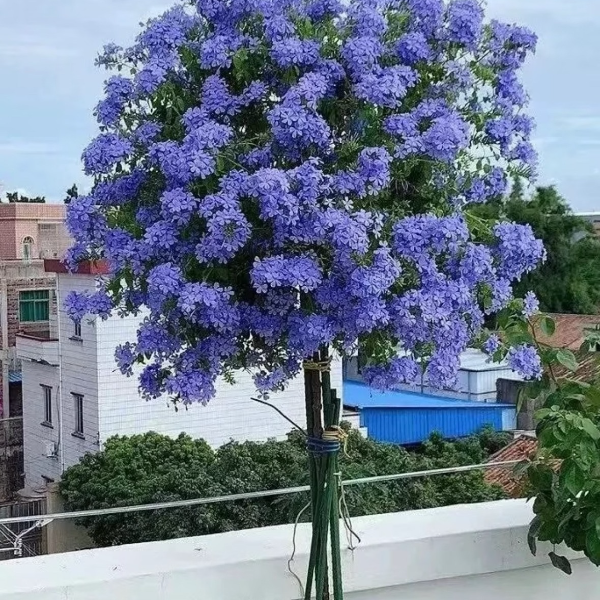 【蓝雪花棒棒糖】盆栽四季开花可盆栽地栽于室内外阳台庭院蓝色