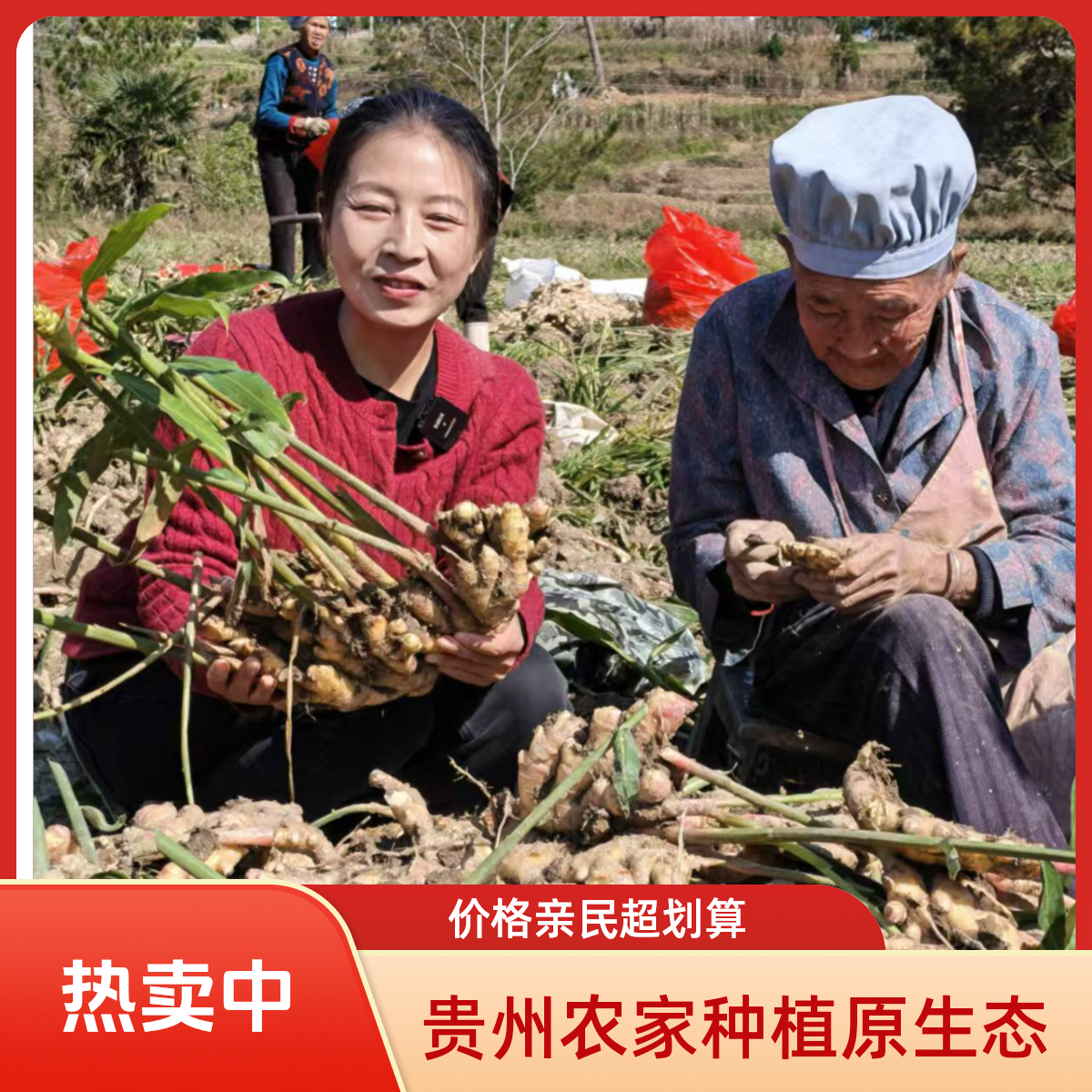 贵州本地高山新鲜小黄姜嫩姜仔姜现挖现发 3斤 5斤包邮