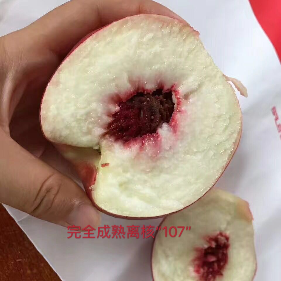果树研究所晚熟离核经典品种107