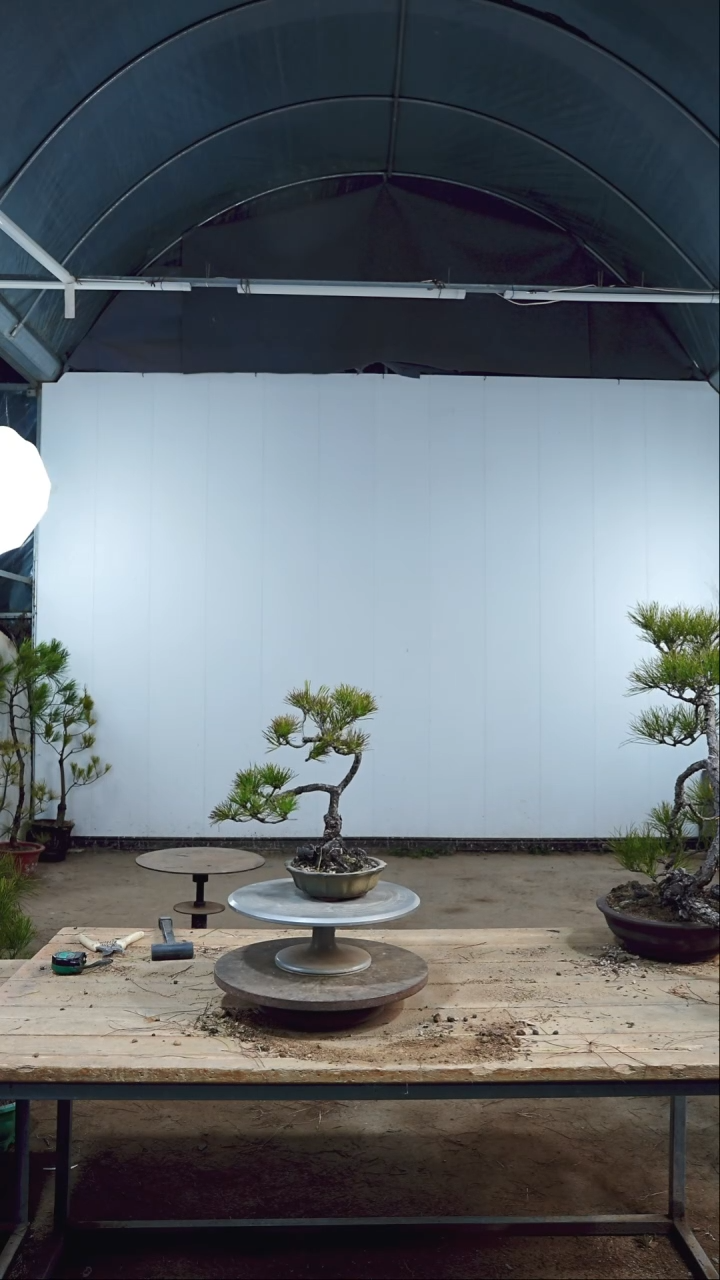 【闪购商品】黄山松