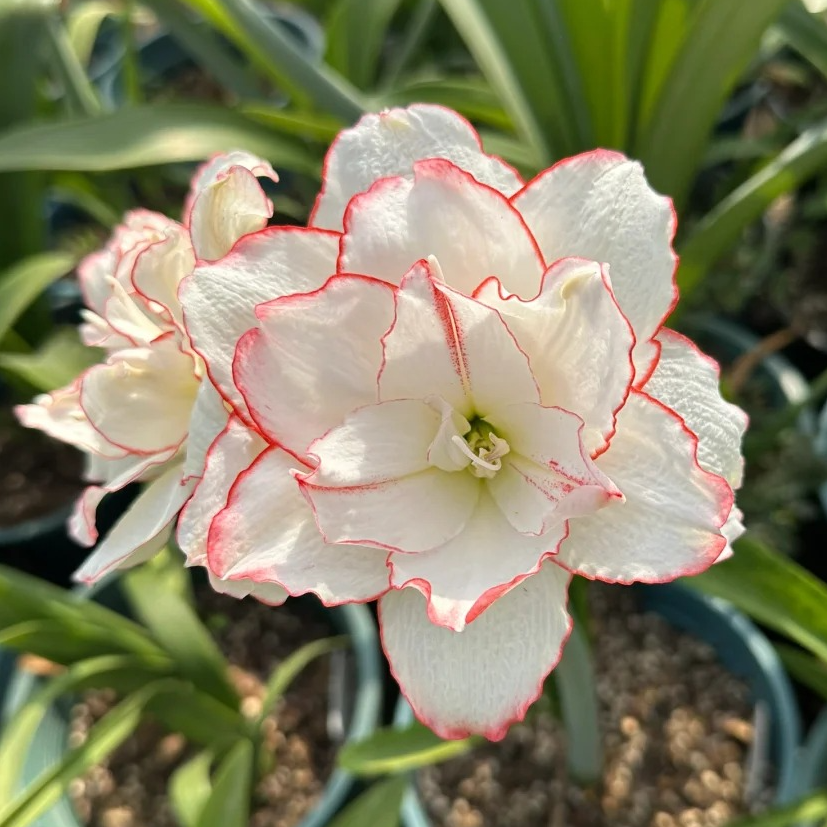 朱顶红 花瓣衬裙  澳朱包对版