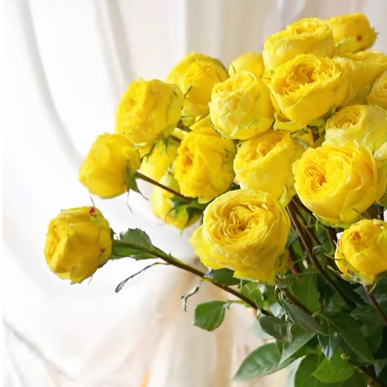 【稀有小众多头奶油芝士】黄色多头玫瑰奶油芝士金色潮流多头玫瑰