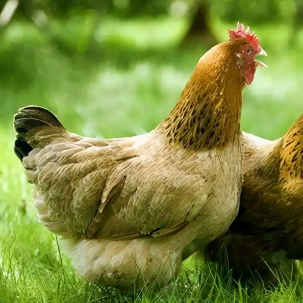 林间散养三黄鸡整鸡鲜活发货一斤左右包邮