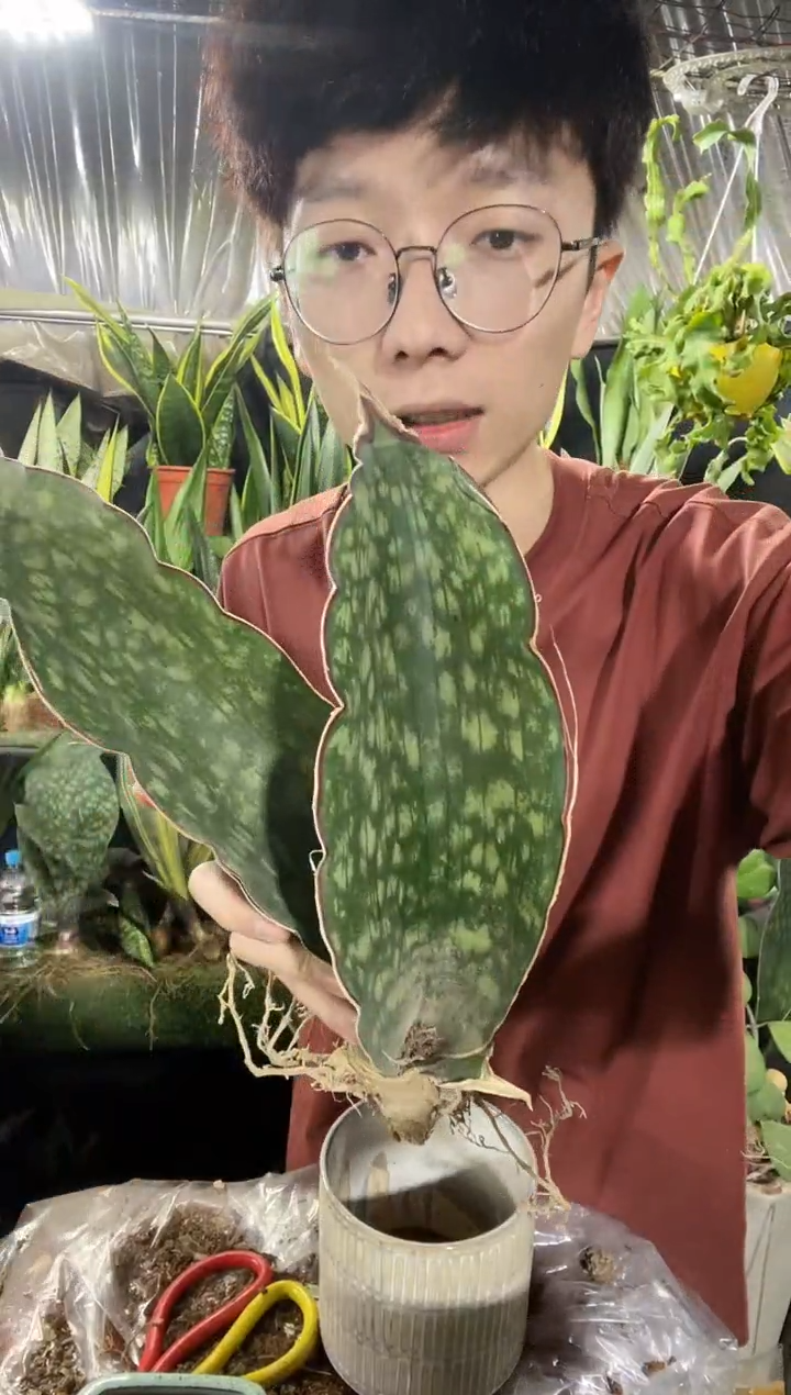 蓝皮鹦鹉裸根79.8