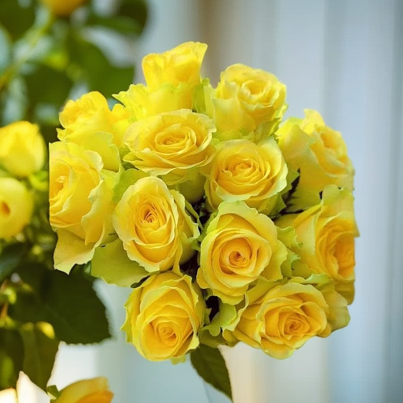 美艳【浪漫沙滩】家庭同地址两单顺丰或京东包邮送货上门+配草1扎