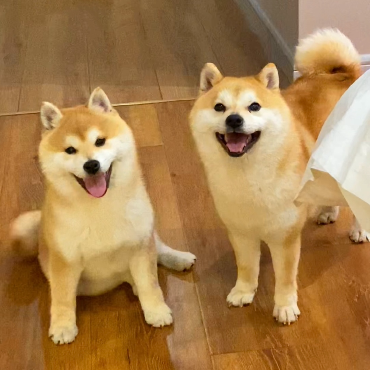 柴多多柴犬活体狗狗