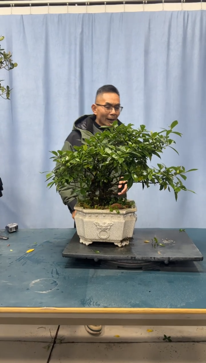 【闪购商品】盆景栀子花