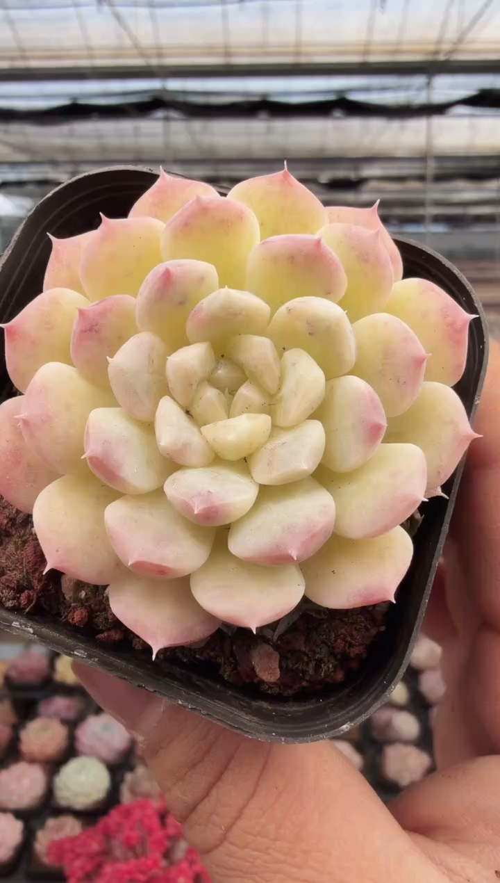 东云多肉园新款-231