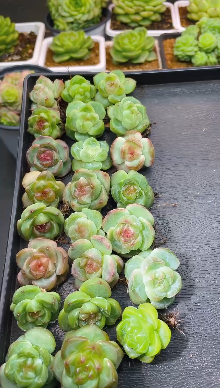 010森罗万象量拍发一颗