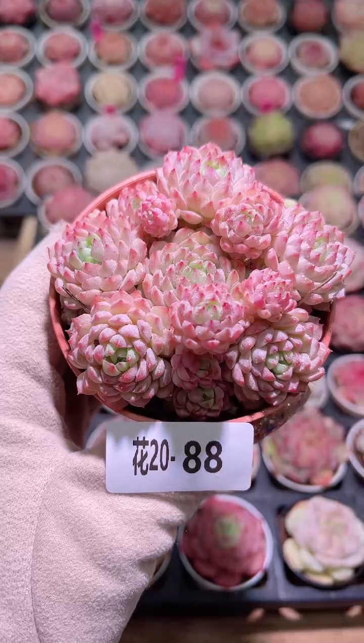 【闪购商品】20-88小粉梅