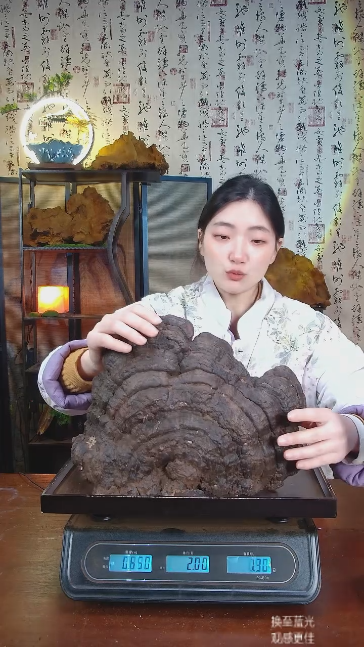 红缘拟层孔菌中国大陆【藏区野生】红缘树舌（1.74斤）20-30年份