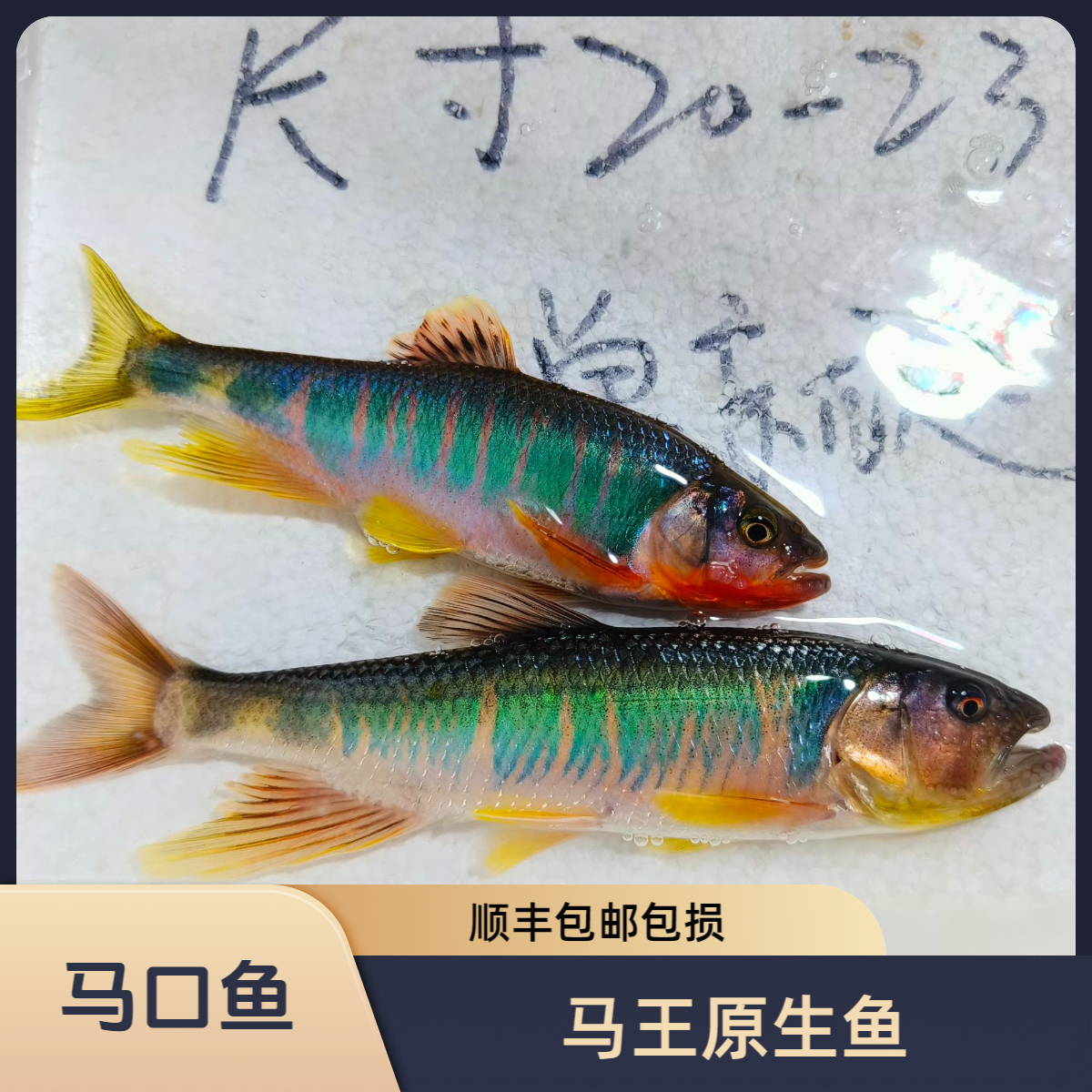 马王马口鱼活体冷水观赏鱼原生溪流鱼耐活好养桃花鱼