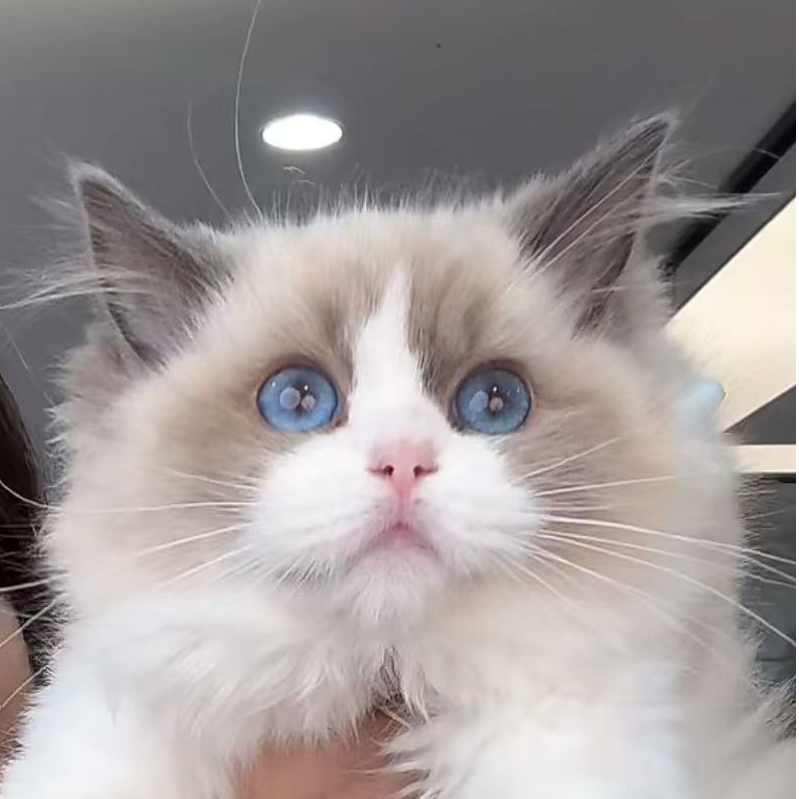 来了姊妹-海双布偶猫 妹妹 36