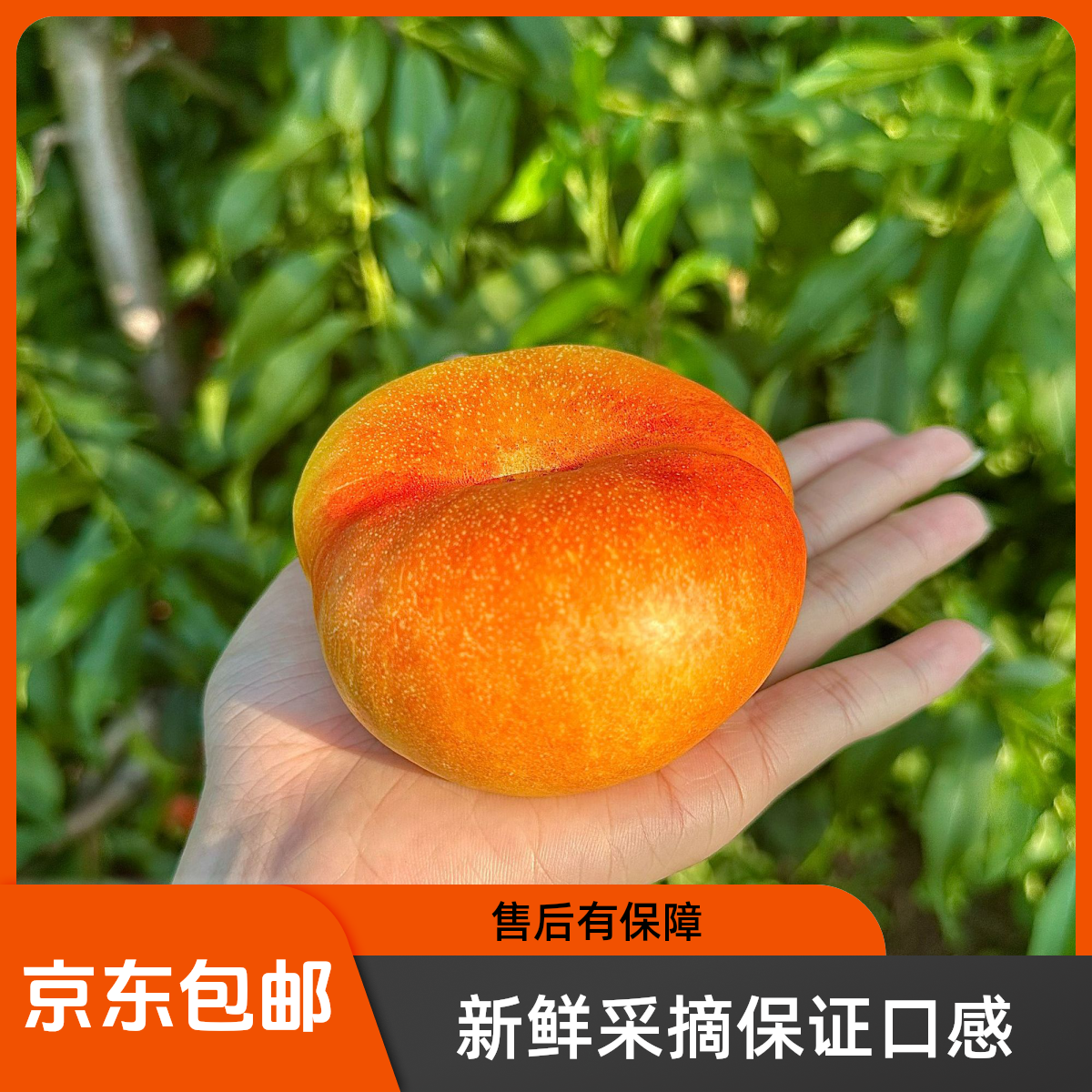 【京东包邮】现摘唐山彩虹油蟠桃甜嫩多汁新鲜应季水果