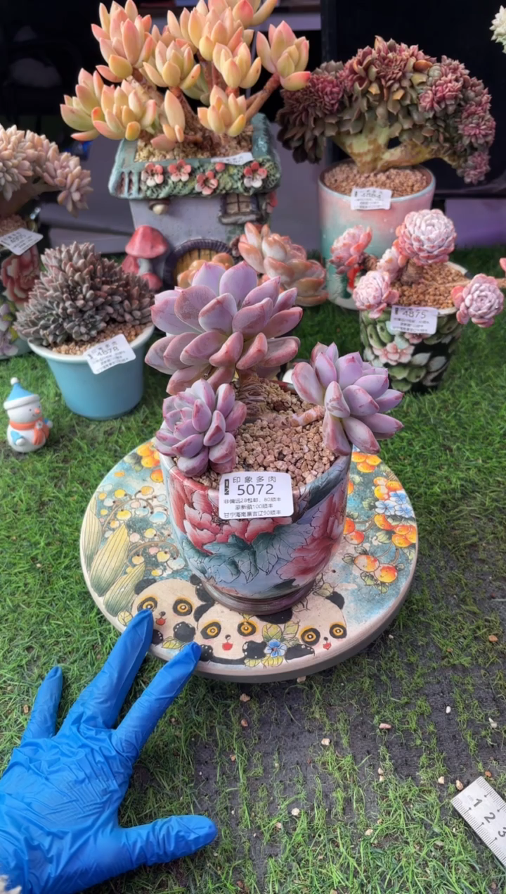 昆明印象多肉5072