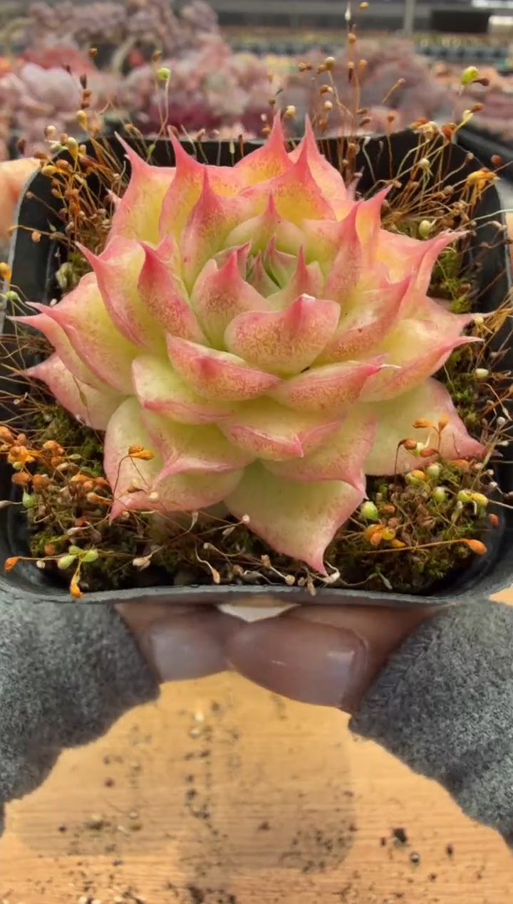 东云多肉园二店-113