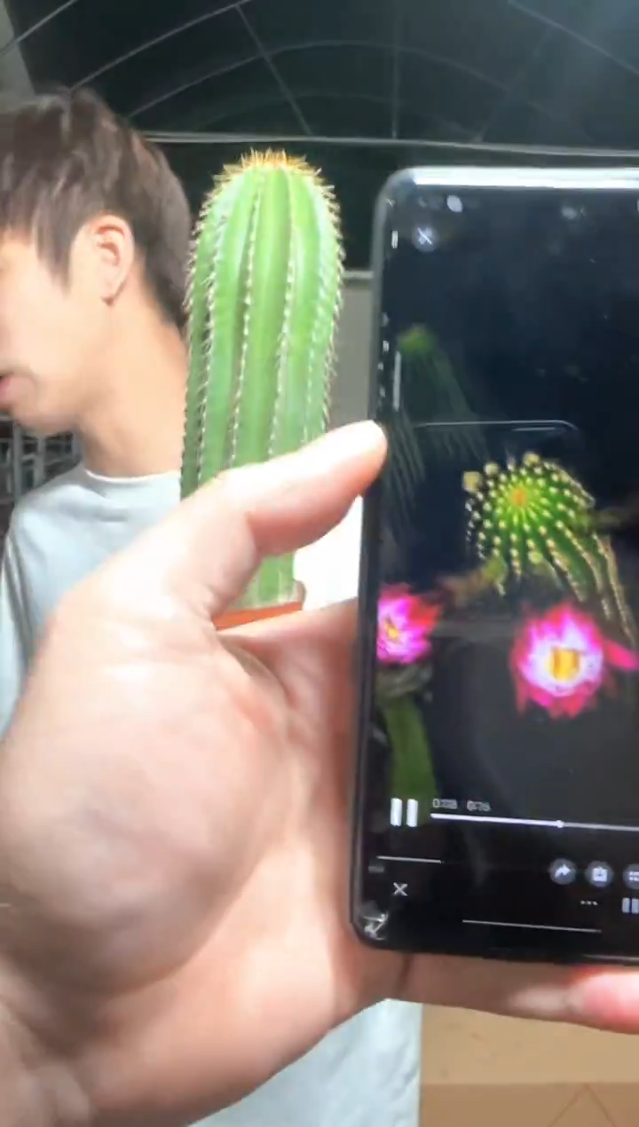 高15cm+ 大凤龙【带根】