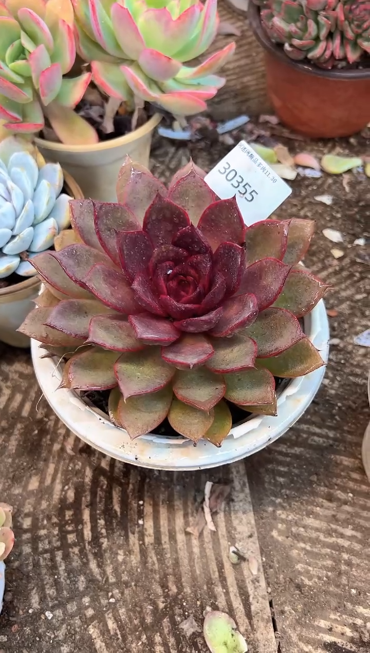 采*多肉植物一物一拍30355