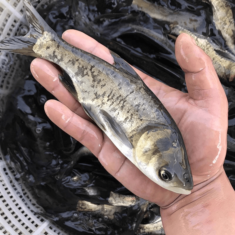 花鲢鱼大头鱼鲢鳙常温淡水鱼水库鱼塘水池可食用可观赏鱼