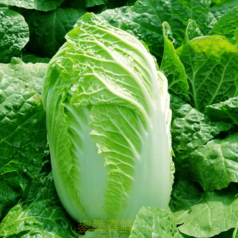 东北大白菜5斤装