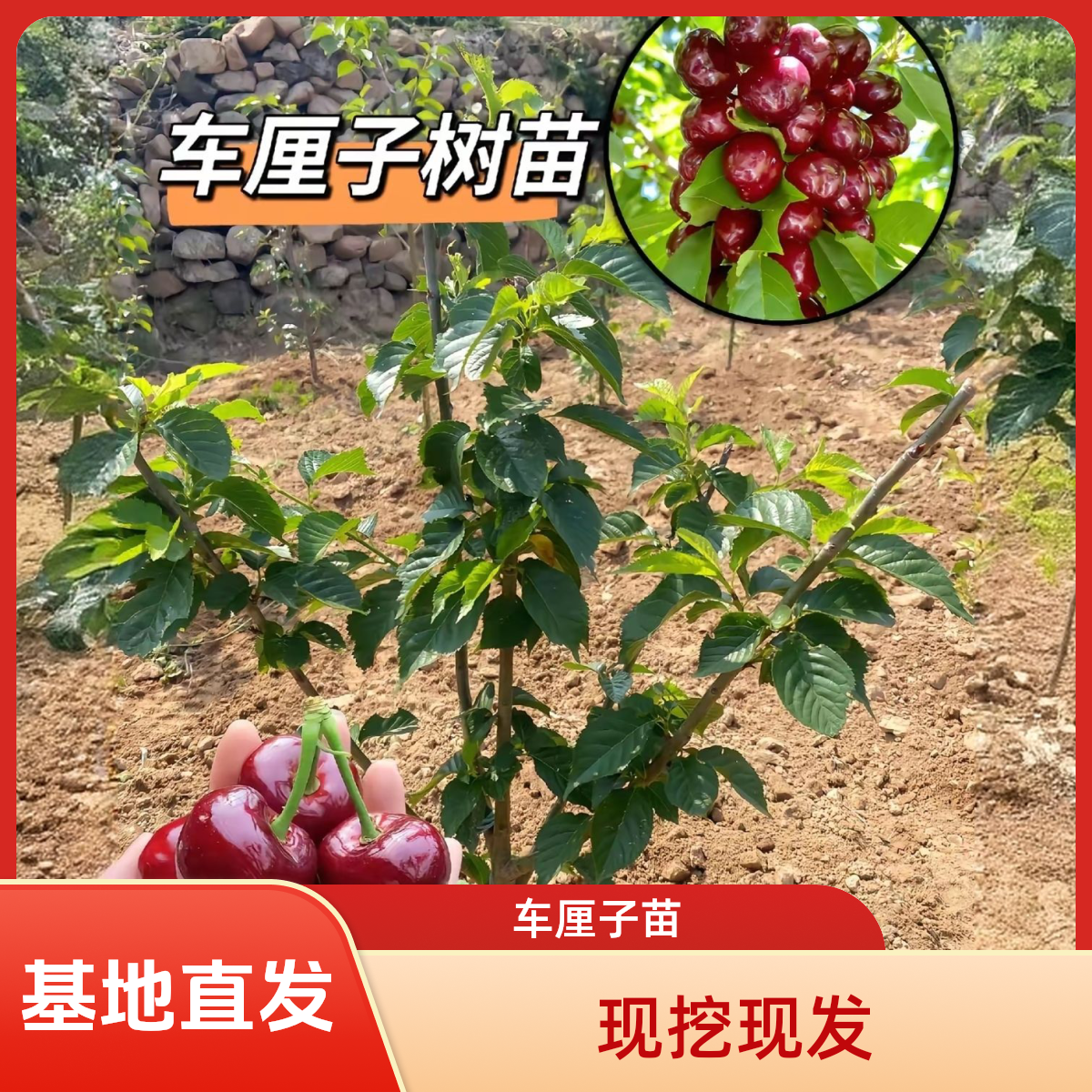 一物一拍车厘子树苗樱桃树苖现挖现发南方北方种植盆栽庭院均可种