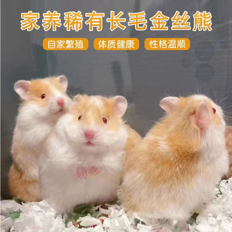 【顺丰包邮】家养长毛金丝熊纯银白腰虎纹米熊卷毛波利短毛仓鼠宠物
