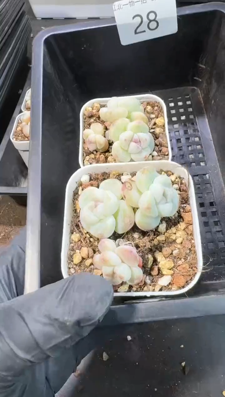 【闪购商品】28号到手1框--江北一物一拍