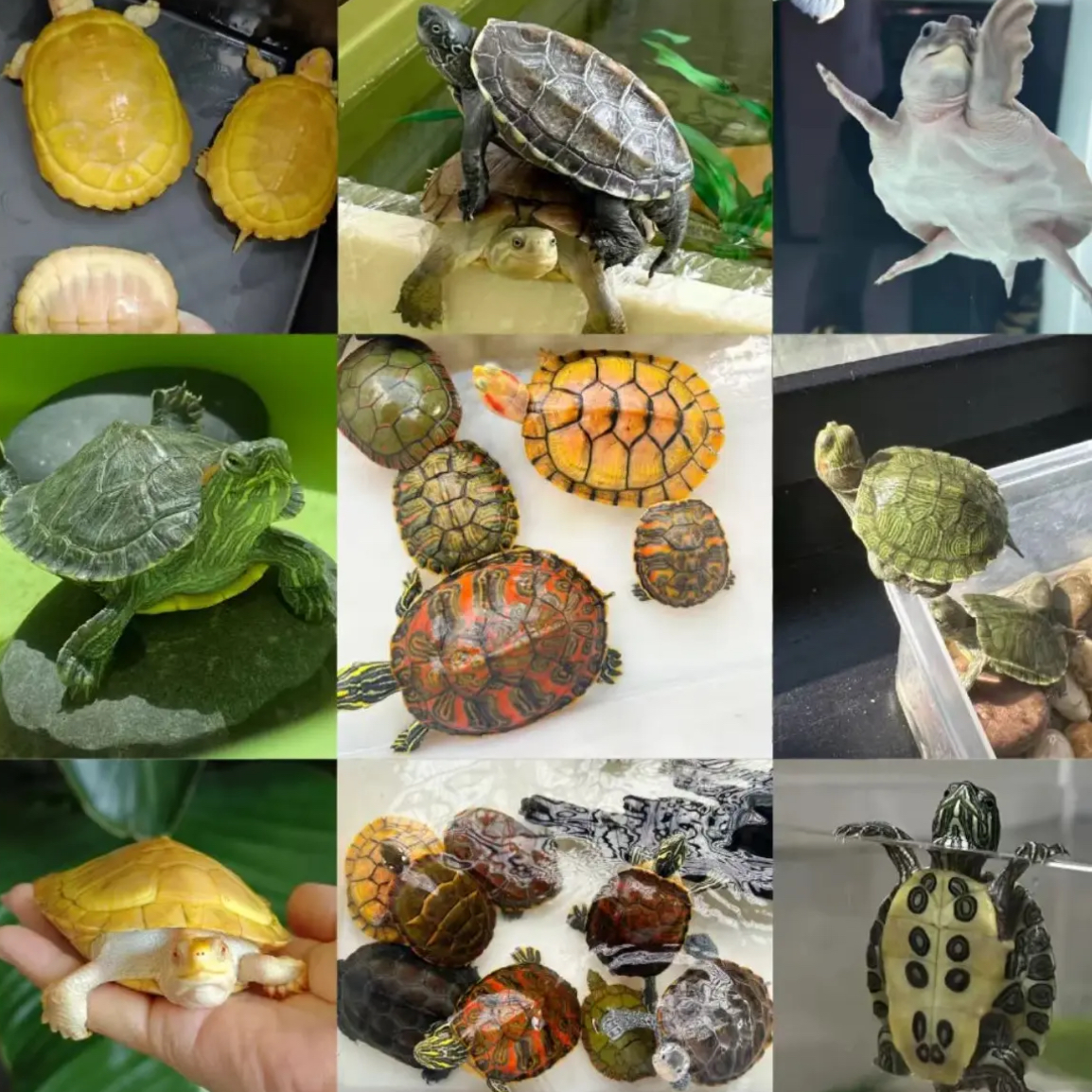 宠物活体专属链接