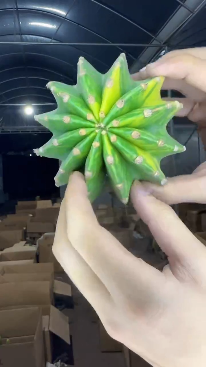 实生根 世界图锦