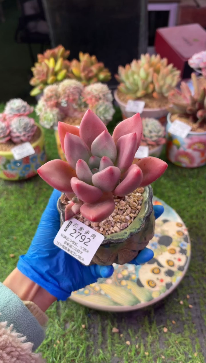 昆明印象多肉2792